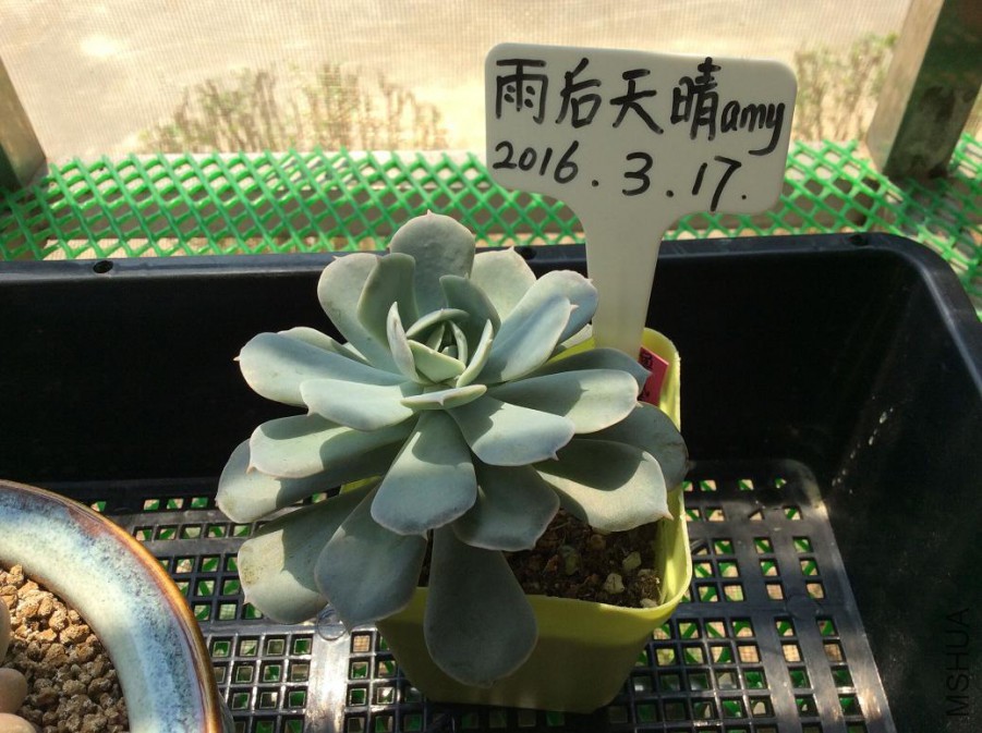 36.³��ʯ��5Ԫ�����д�׮