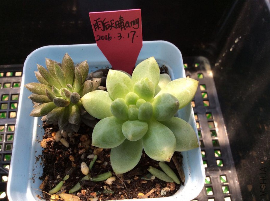 46.���ʯ��3Ԫ����Ҷ����3Ԫ