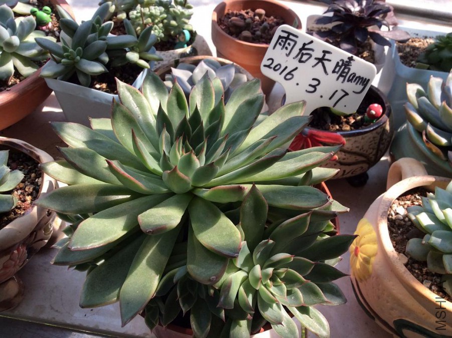 54.�콣��15Ԫ����ܶ�Сͷ15cm����