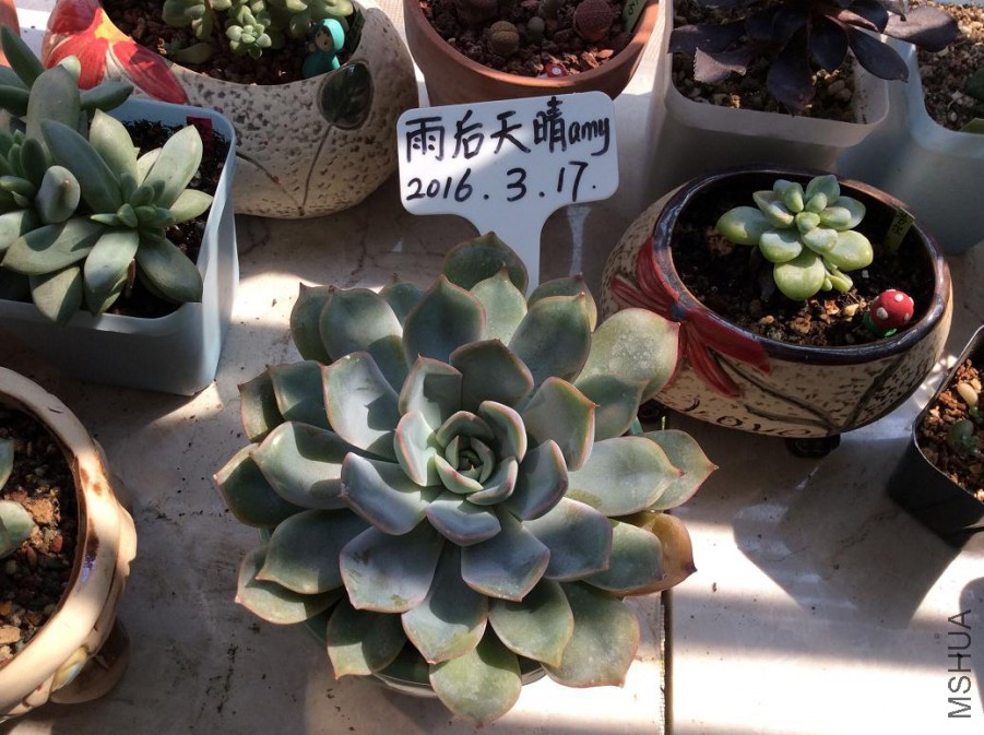 60.��ŷ��15Ԫ12cm����