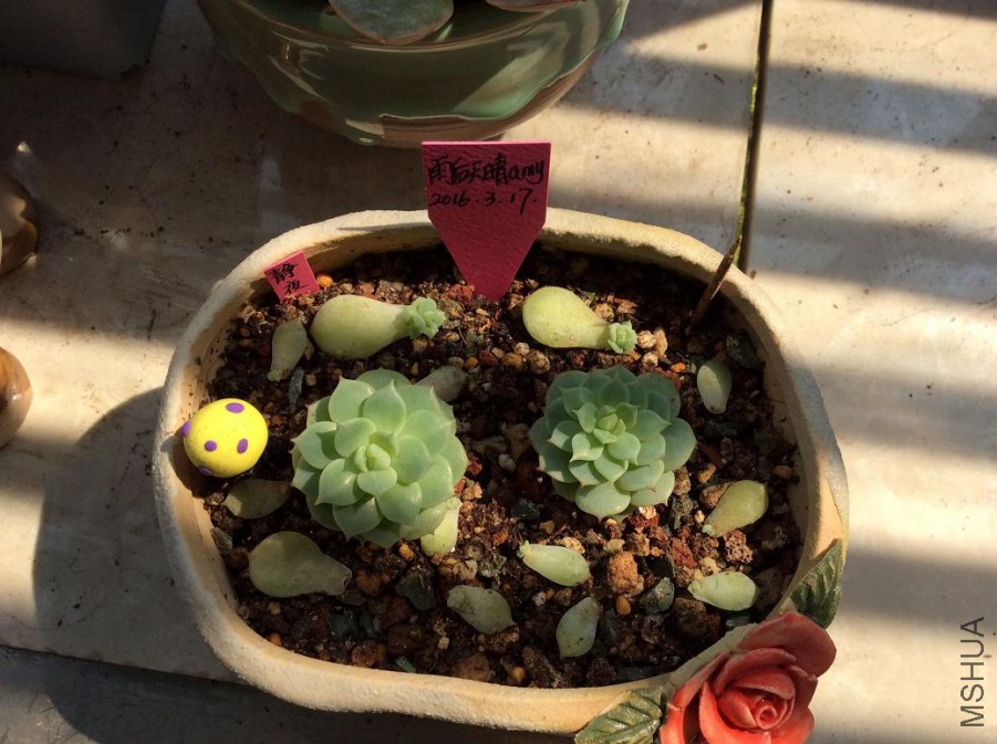 62.��ҹ5Ԫһ����������2-3cm