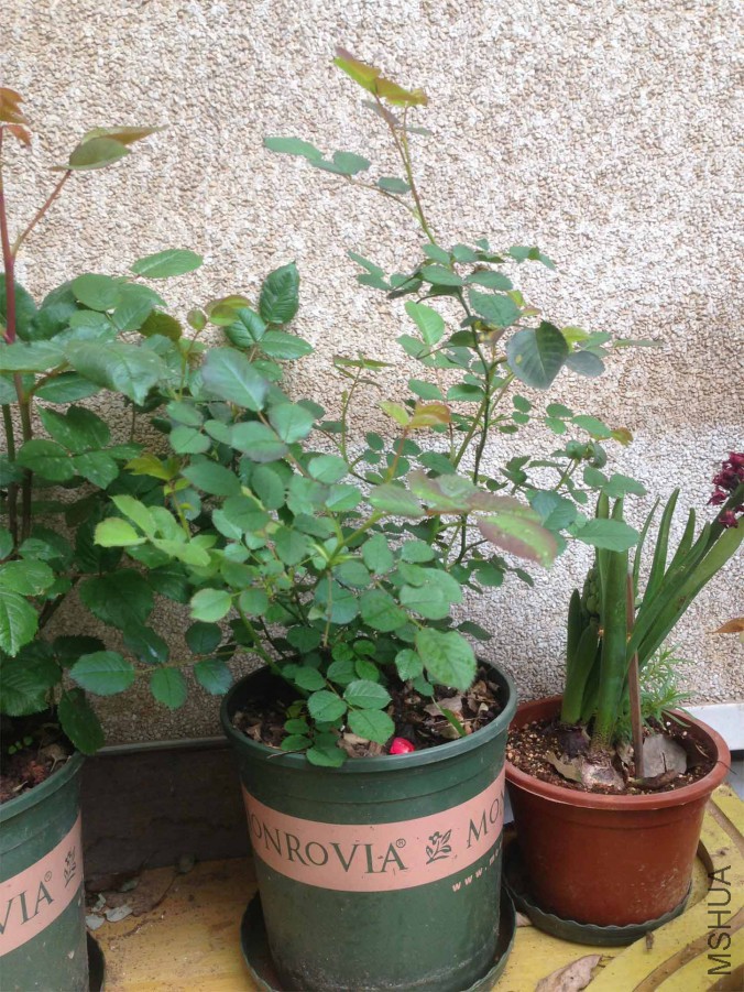 ������˿