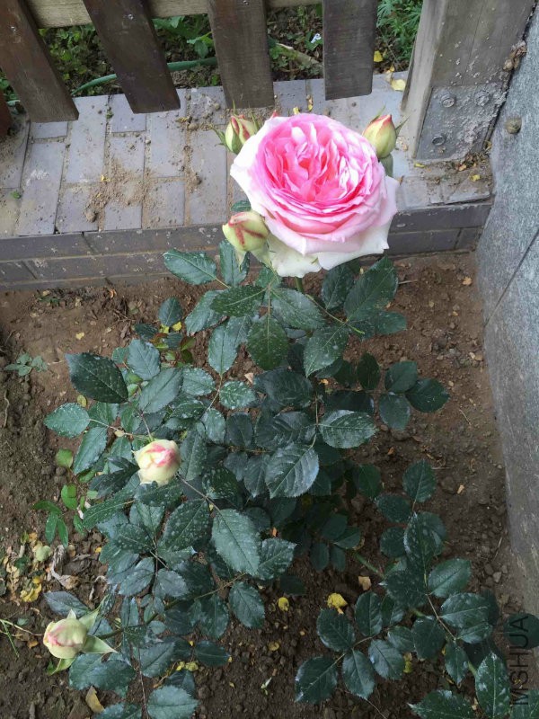 ��ɳ20150424