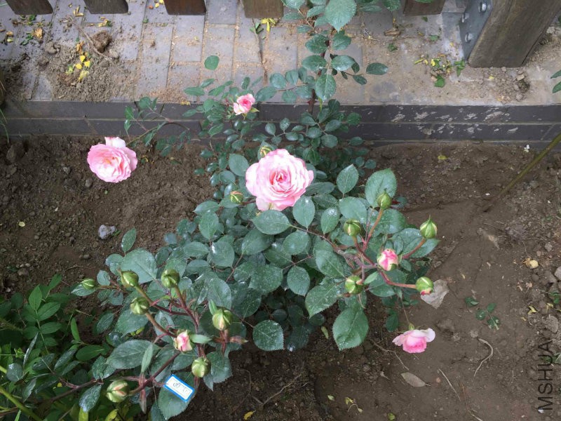 ��С��20150424