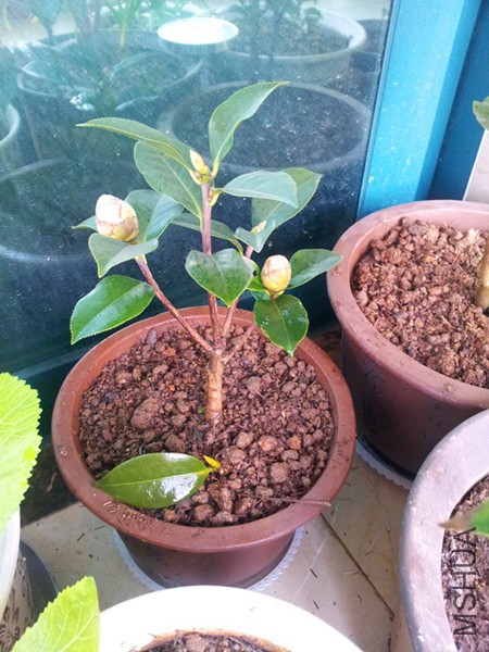 20160203_091045.jpg