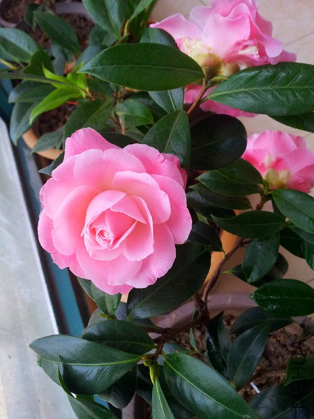 20160304_085426.jpg