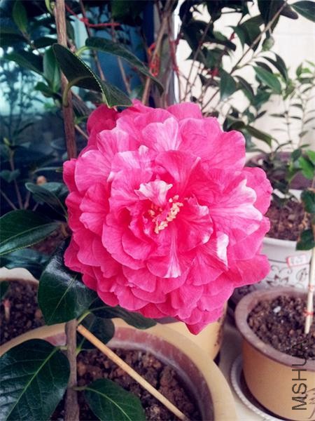 20160302_075013.jpg