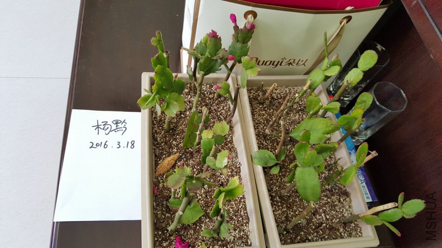 20160318_130650.jpg