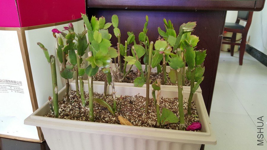 20160318_130659.jpg