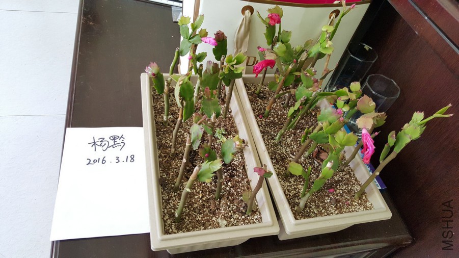 20160318_130743.jpg