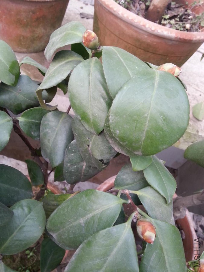 webwxgetmsgimg (1).jpg