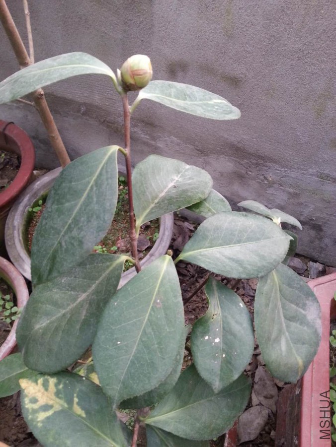 webwxgetmsgimg (1).jpg