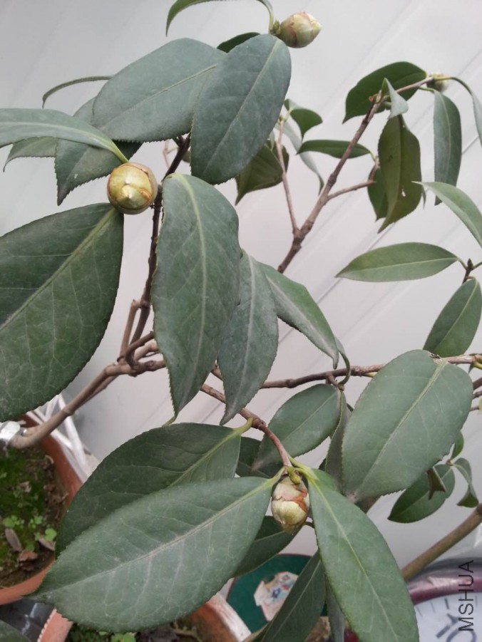 webwxgetmsgimg (1).jpg