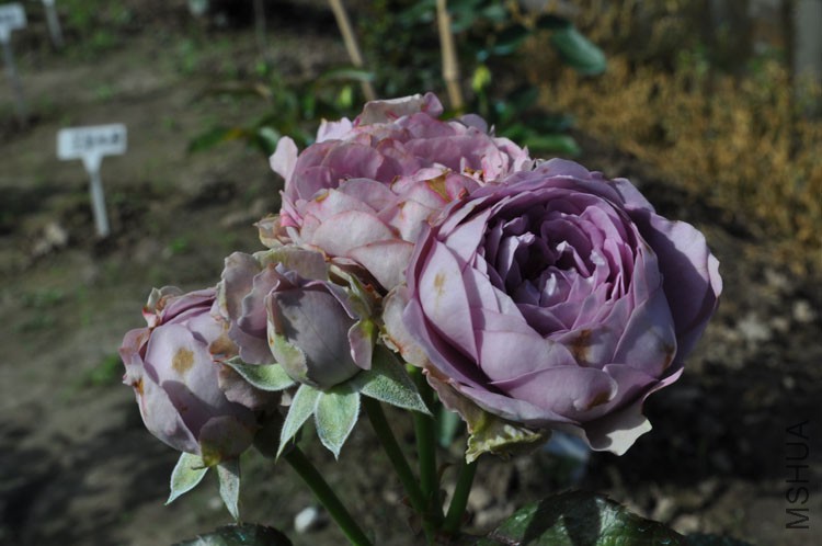 DSC_9365.JPG