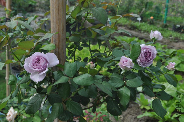 DSC_1490.JPG