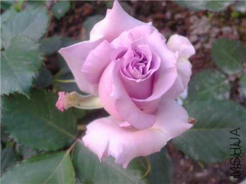 2015-04-18 17.52.55.jpg