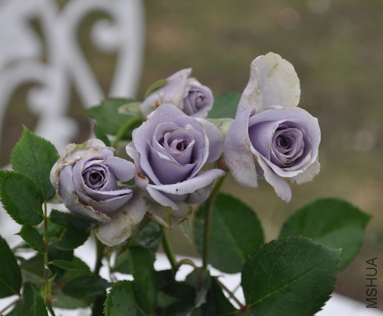 DSC_1559.JPG