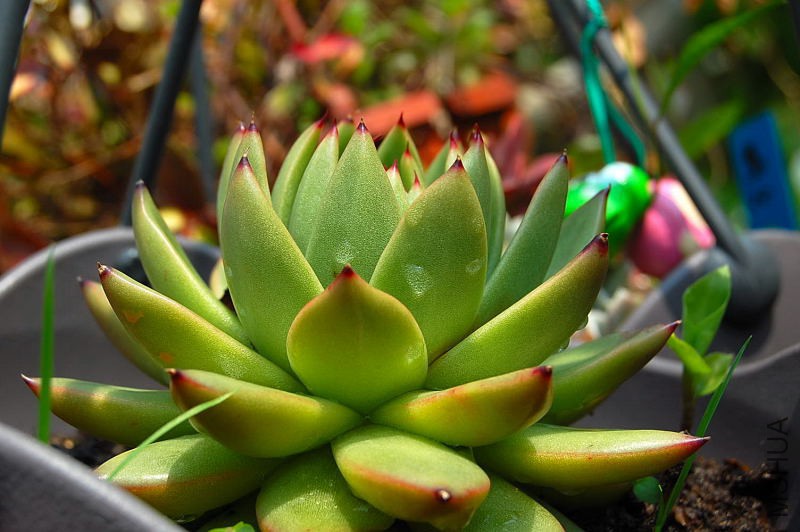 DSC_90240083.JPG