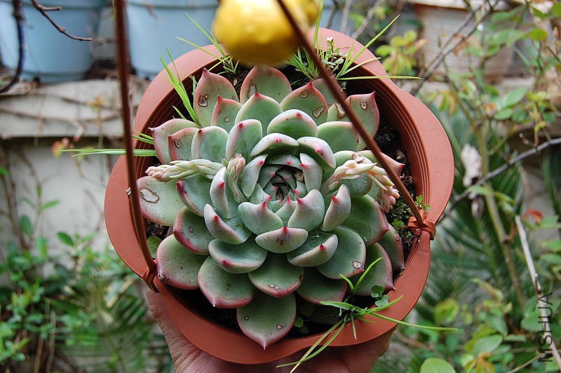 DSC_91270186.JPG