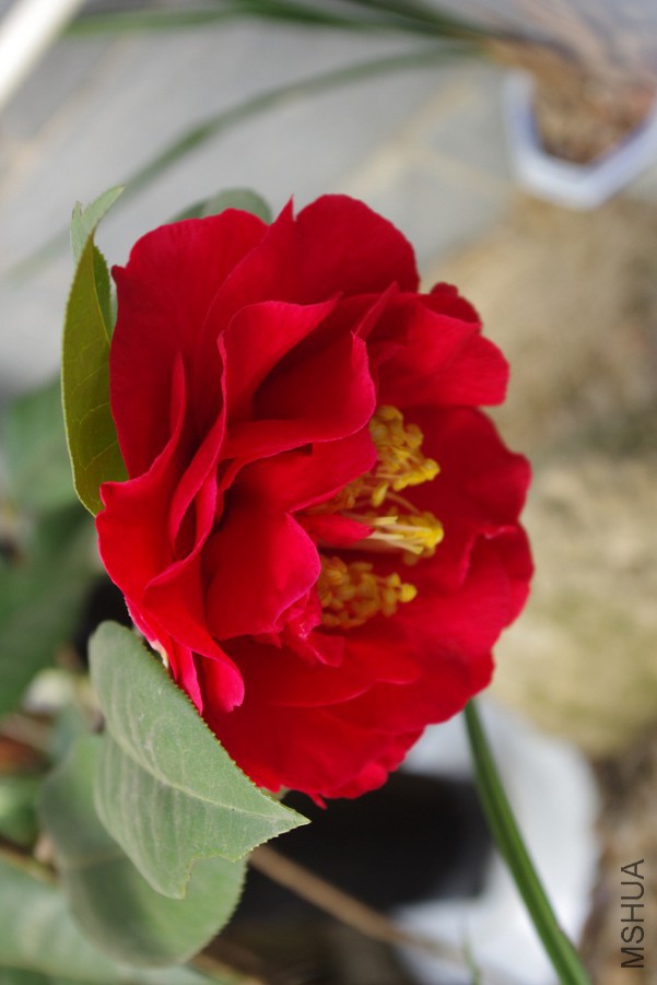 IMGP4282.JPG