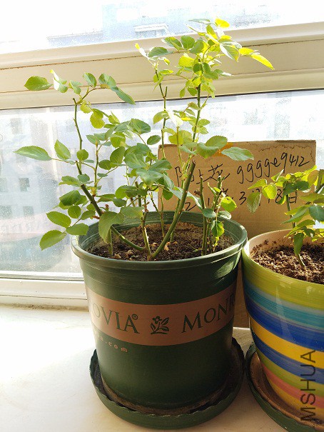 20160319_154547.jpg