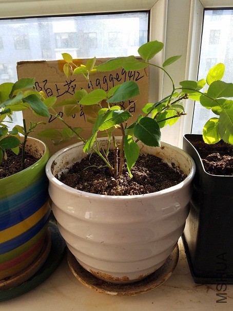 20160319_154614.jpg
