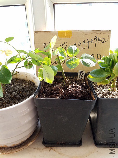 20160319_154626.jpg