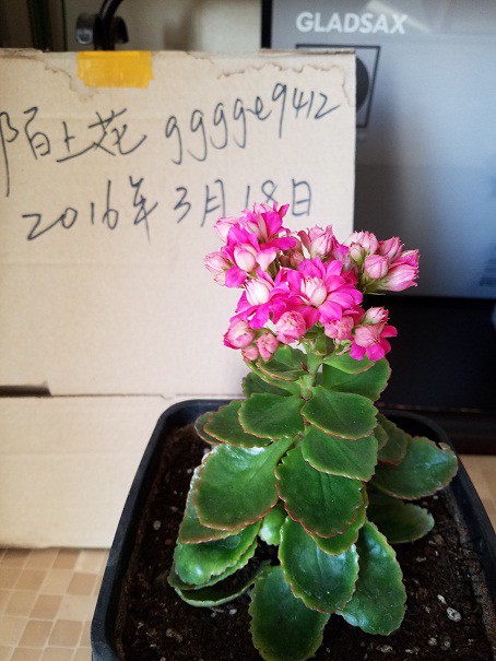 20160319_154738.jpg