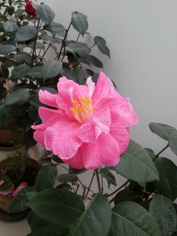 webwxgetmsgimg (1).jpg