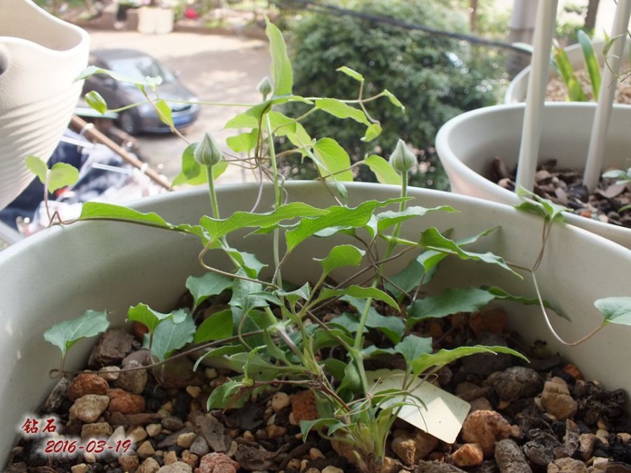 16.3.19 002_����.jpg