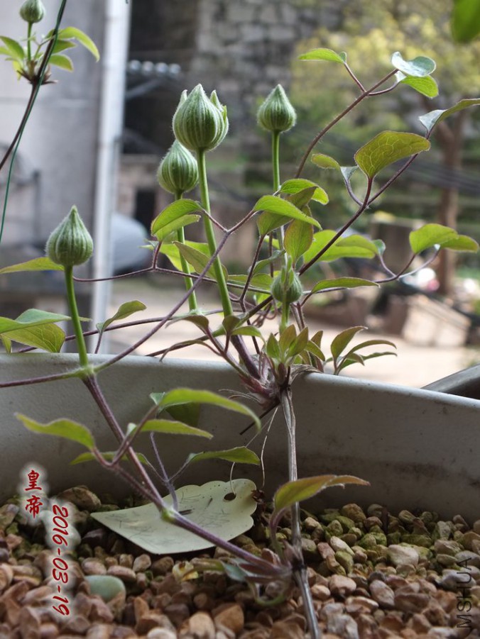 16.3.19 011_����.jpg