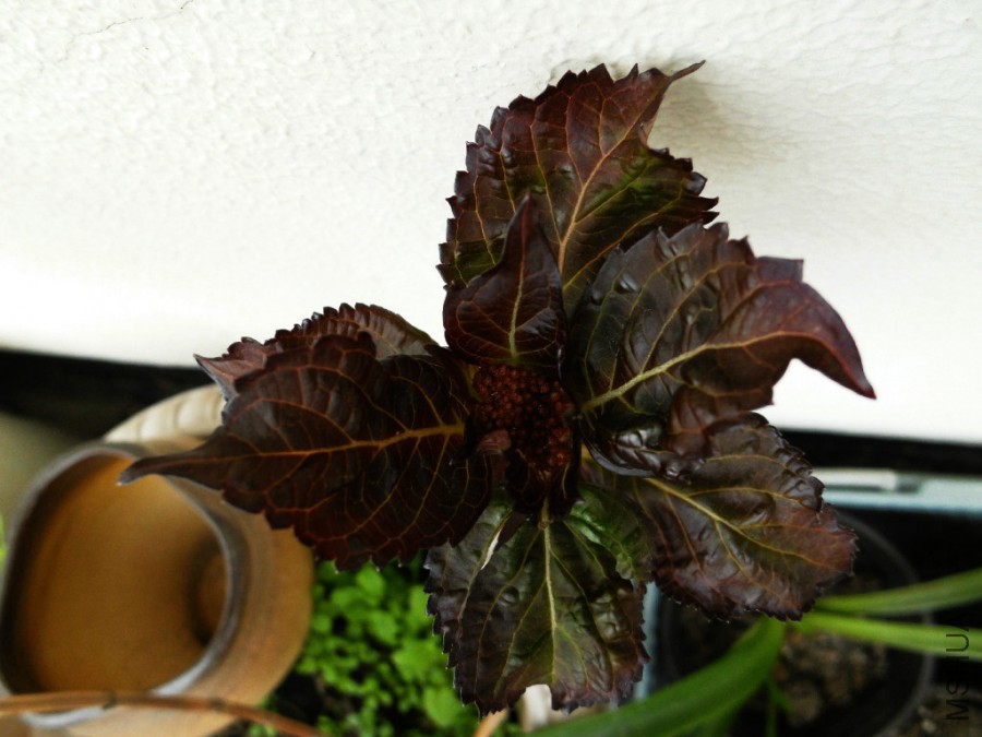 ��������Ҳ�л�����