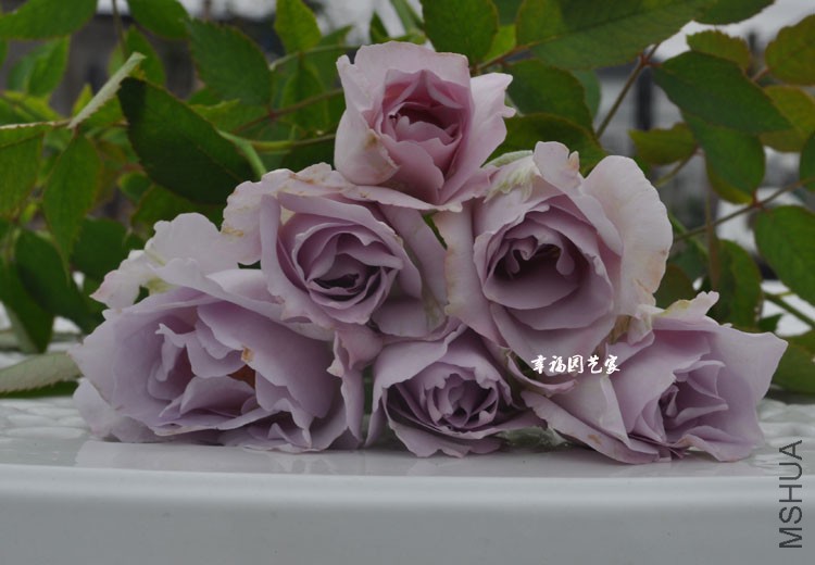 ·����005 (2)����.jpg