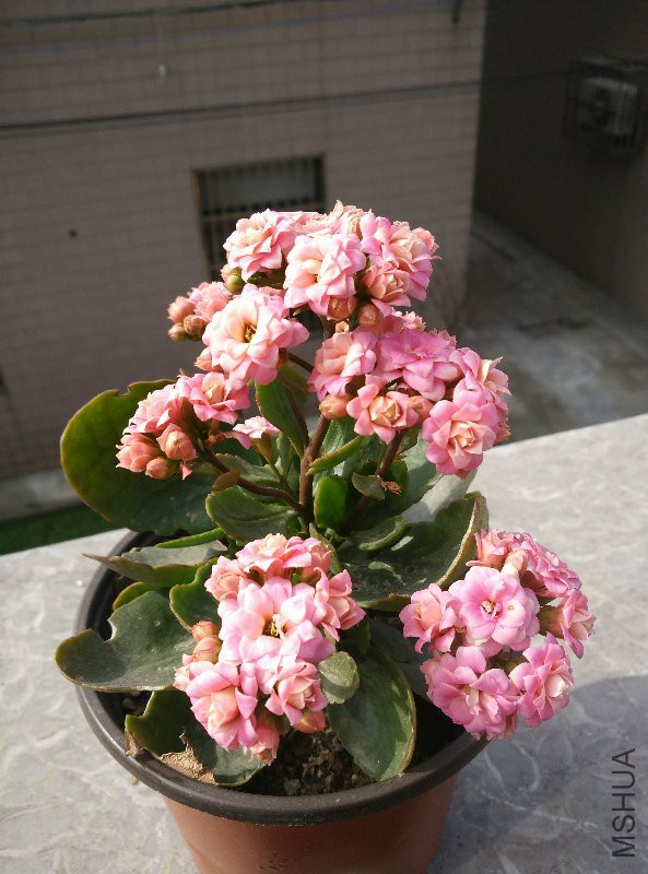 IMG_20160320_091332.jpg