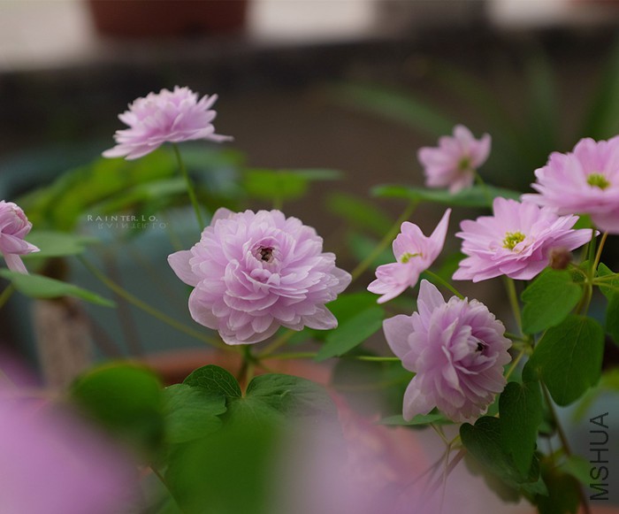 DSCF0805.JPG