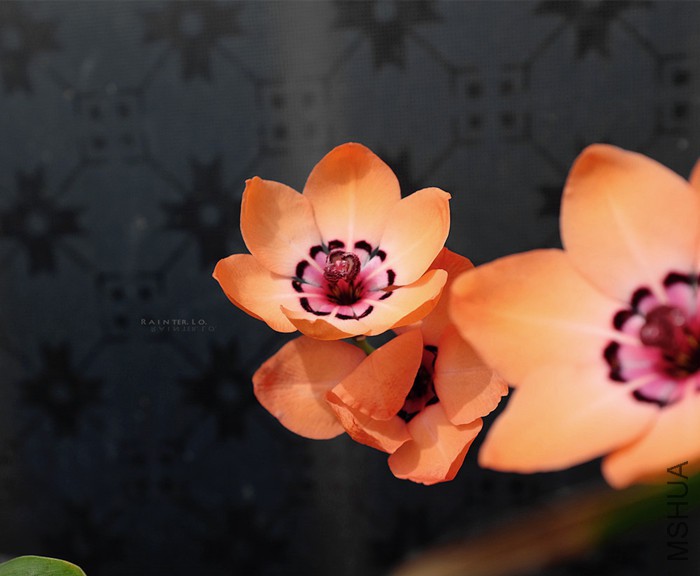 DSCF0831.jpg