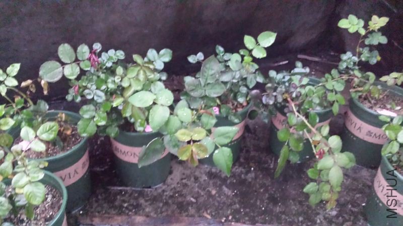 20160313_182147.jpg