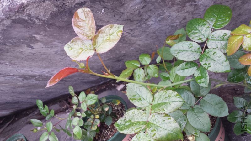 20160315_080312.jpg