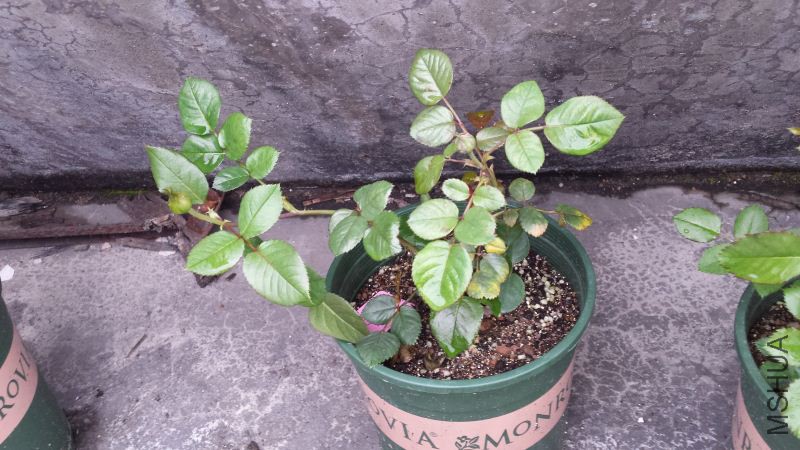 20160315_080404.jpg