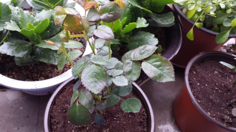 20160315_082750.jpg