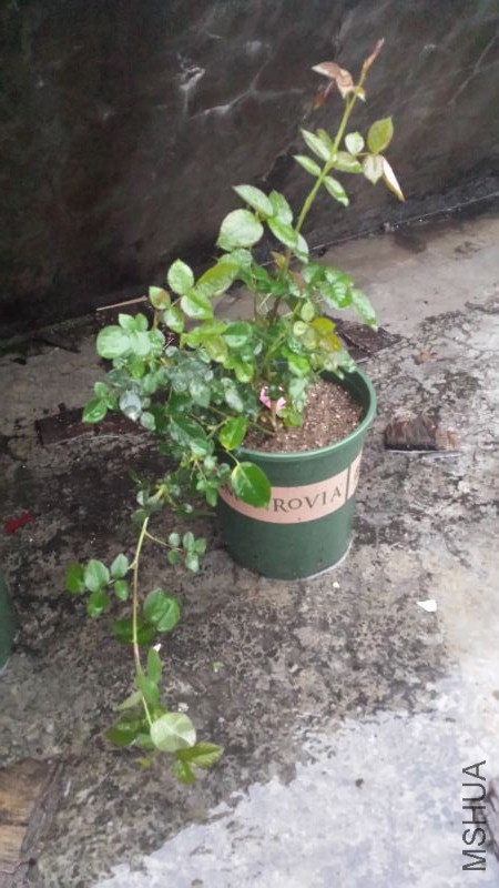 20160313_182117.jpg