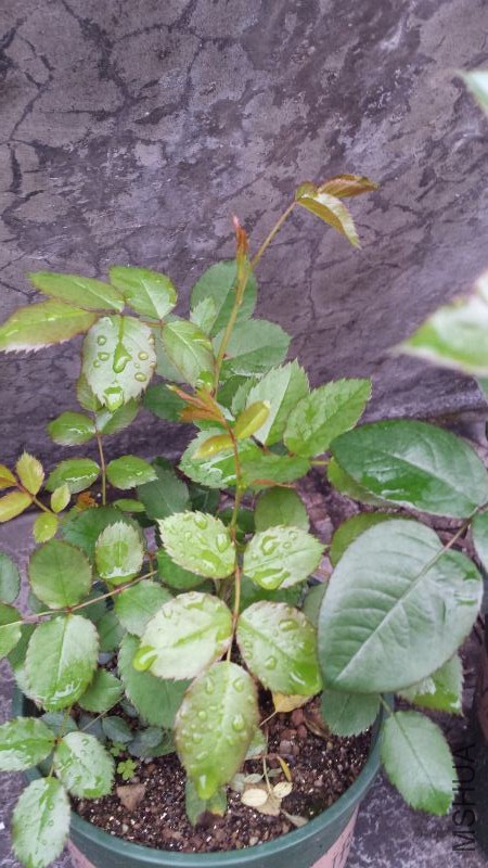 20160315_080335.jpg
