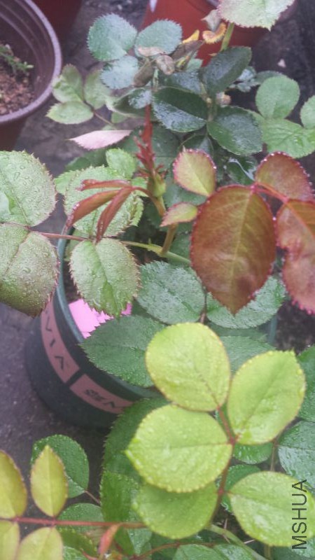 20160319_081521.jpg