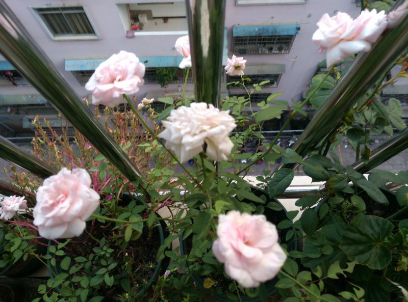 IMG_20150917_173955.jpg