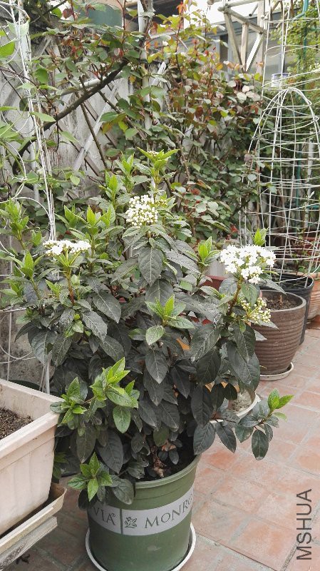 di���к�����