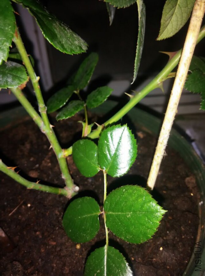 Ϊ�˸���ҿ�����ǲ���С�磬���Ǹ���֦����һ���Կ��ӵĶԱ�