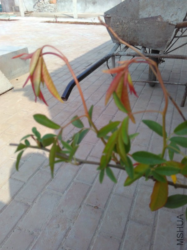 IMG_20160320_144913.jpg