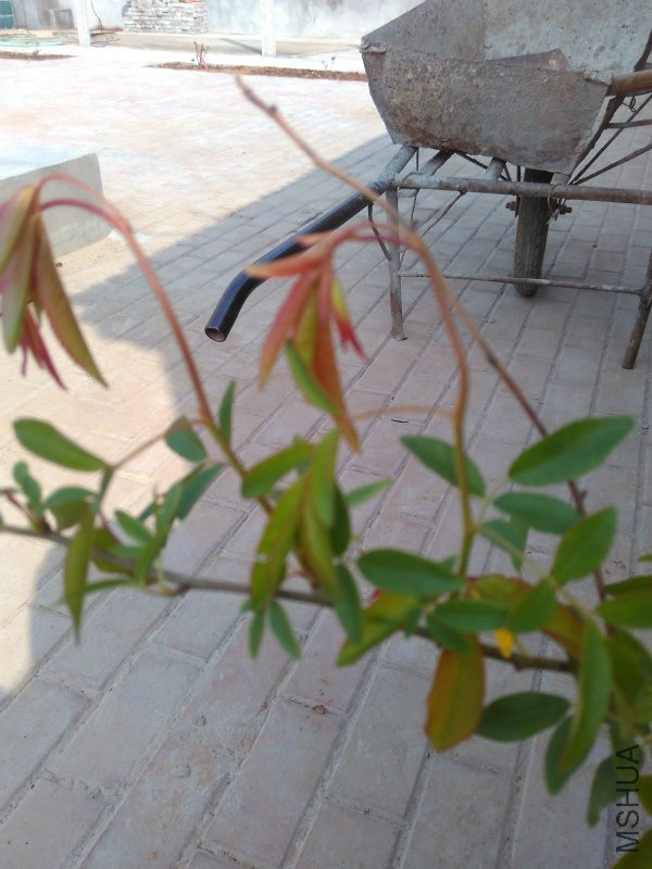 IMG_20160320_144916.jpg