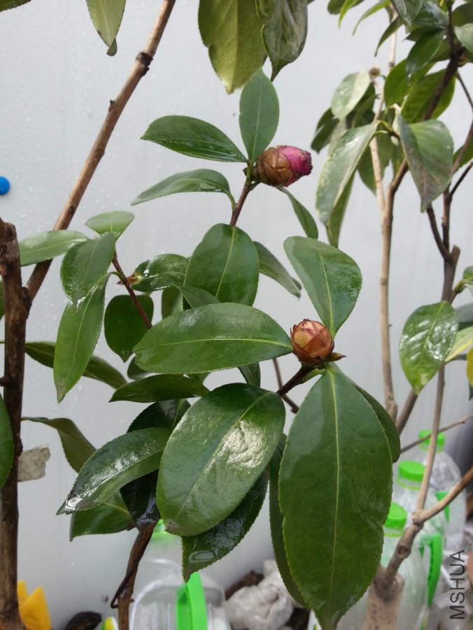 webwxgetmsgimg (1).jpg