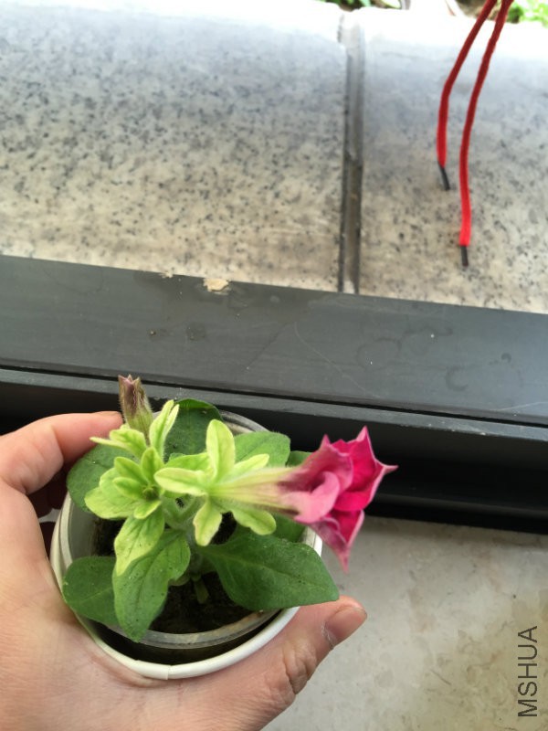 2016.3.21���ϻ�δ��